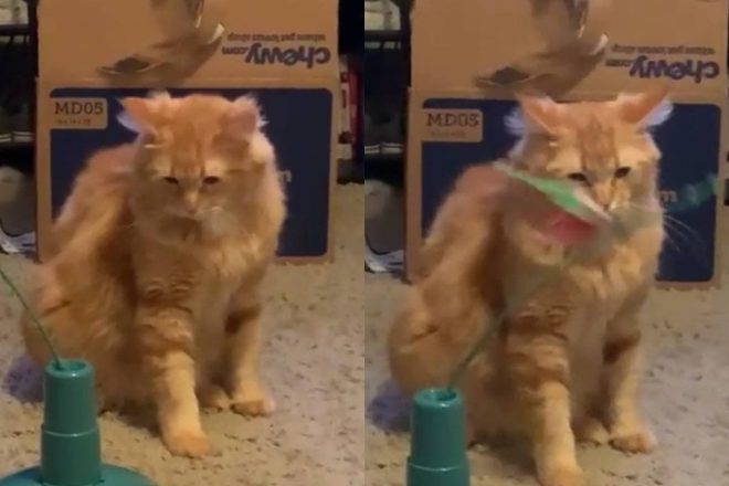 Реакция невозмутимого кота на новую игрушку развеселила Сеть (ФОТО, ВИДЕО)
