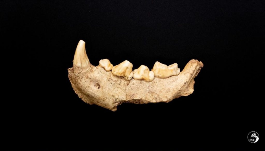Рядом с Римом нашли кости девяти неандертальцев