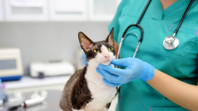 Ветеринар перечислил самые распространенные болезни кошек