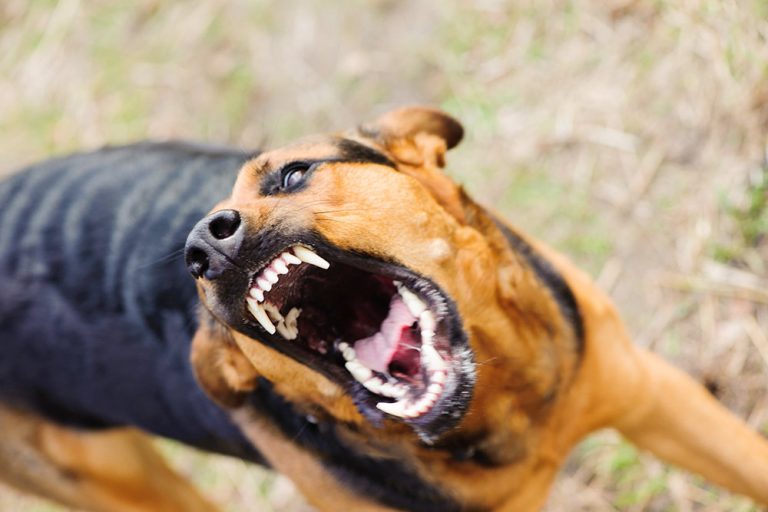 Бойцовская собака напугала пассажиров в вагоне столичного метро (ВИДЕО)