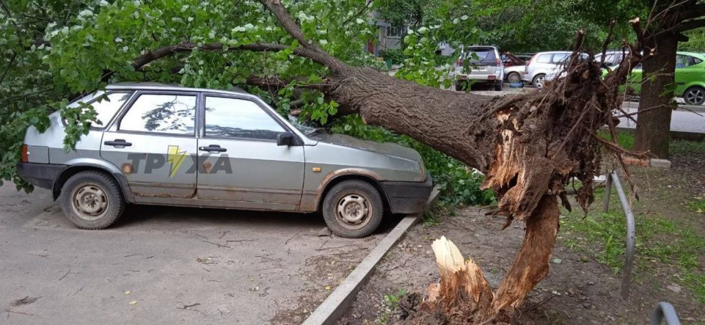 В Харькове дерево рухнуло на припаркованный ВАЗ (ФОТО)