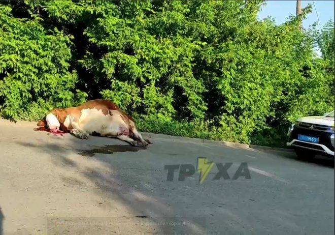 В Харьковской области в ДТП погибла корова (ФОТО, ВИДЕО)