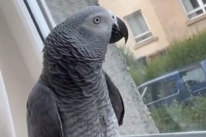 Британка пожаловалась на соседского матерящегося попугая