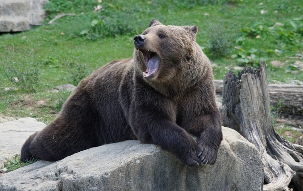 «Укрзализныця» передаст двух медведей зоопарку Нидерландов