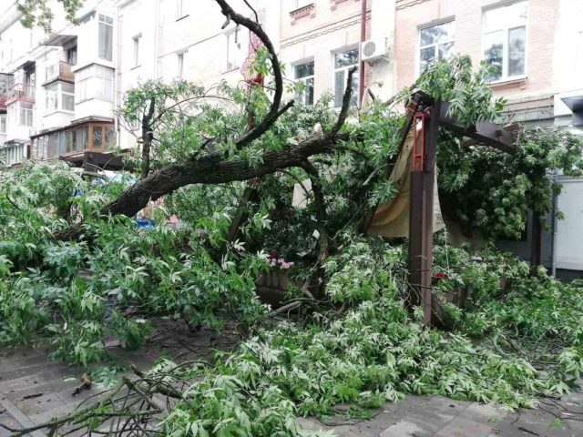 В Полтаве дерево обрушилось на летнюю террасу кафе (ФОТО, ВИДЕО)