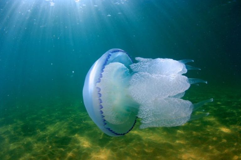 Украинские ученые нашли новое применение для медуз