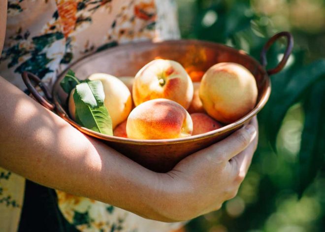 Холодная погода задержит урожай персиков и абрикос – эксперт