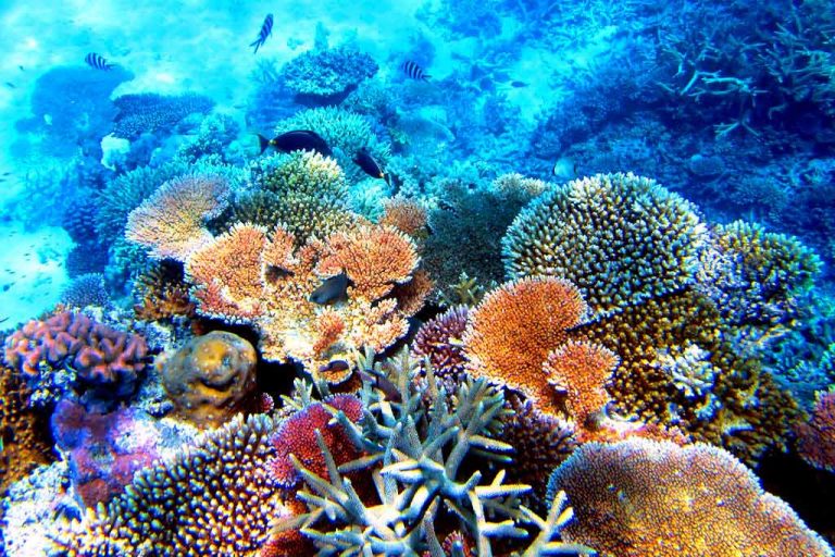 Большой Барьерный риф предложили внести в список наследия ЮНЕСКО