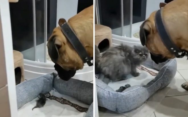 Заботливый пес вернул кошку к котятам