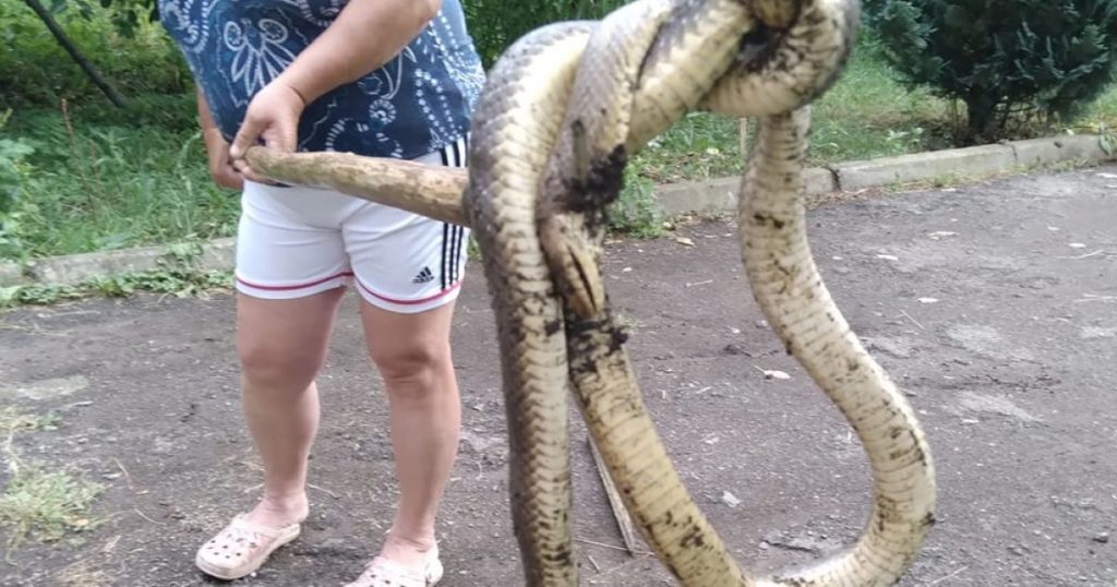 На Закарпатье женщина убила редкую краснокнижную змею (ФОТО)