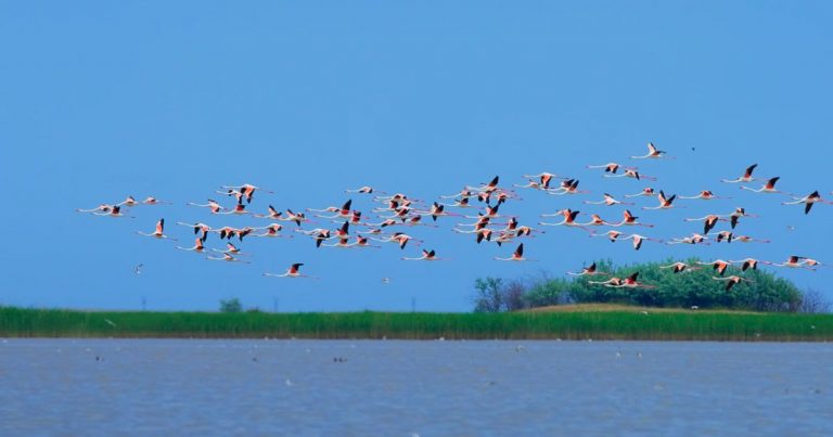 В «Тузловские лиманы» прилетели сотни фламинго