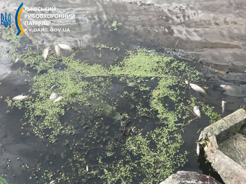 Под Киевом река стала «коричневой»: погибла рыба