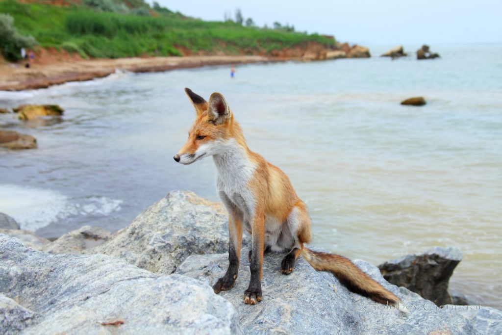 Под Одессой на пляже поселились лисы (ФОТО)