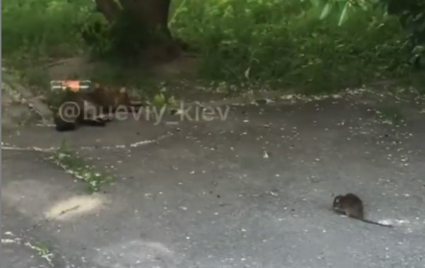 В Киеве мышь атаковала спящего кота (ВИДЕО)