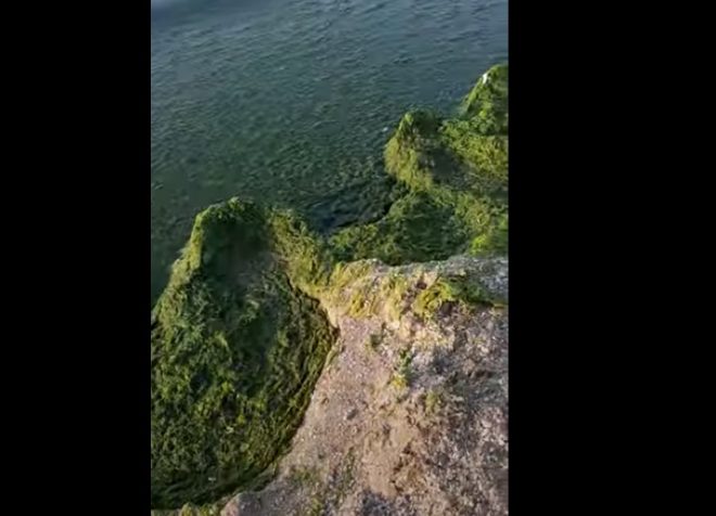 Похоже на болото: Черное море в Одессе зацвело водорослями (ВИДЕО)