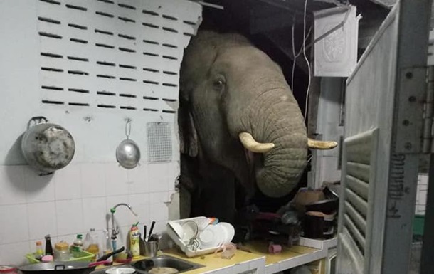 В Таиланде голодный слон вломился в дом, чтобы поесть риса