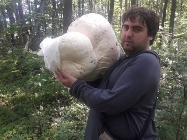В поселке на Харьковщине нашли гриб-подушку