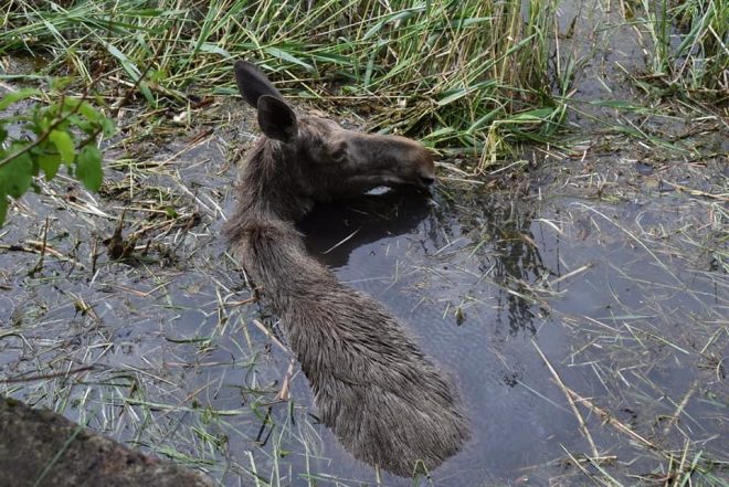 Под Ровно спасатели вытащили лося из болота (ФОТО, ВИДЕО)