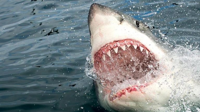 Акула-людоед атаковала бодибилдера на побережье США