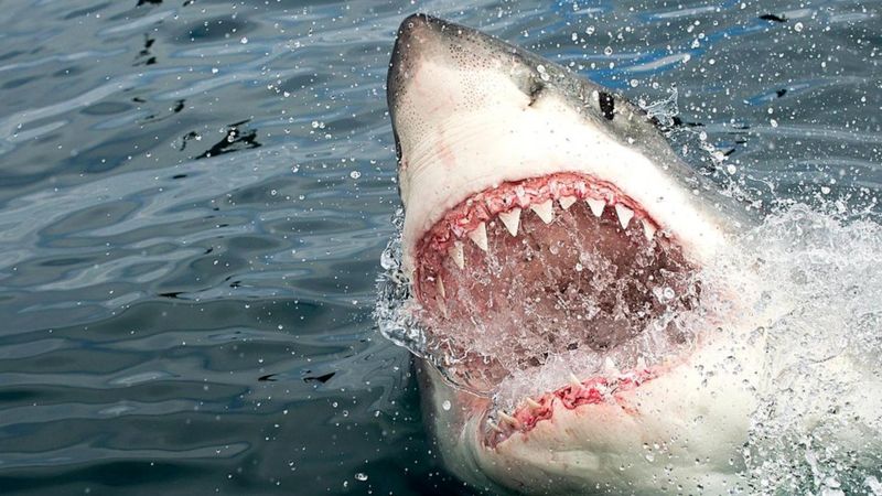 Археологи нашли древнейшую жертву нападения акулы на человека (ФОТО)