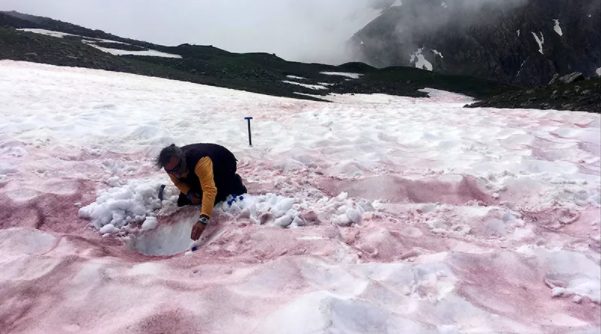 Ученые раскрыли секрет красного снега в Альпах (ФОТО)