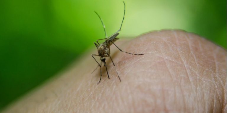 Эксперты подсказали, как убрать жжение после укуса комара