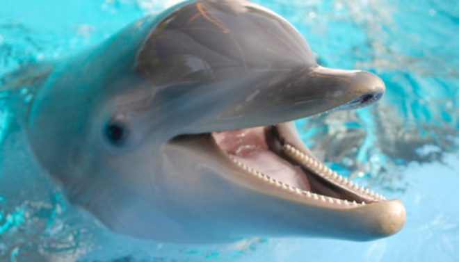 Мальчику наложили швы: в Одессе дельфин напал на ребенка (ВИДЕО)