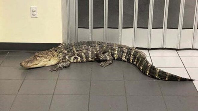 В почтовое отделение Флориды заявился двухметровый аллигатор (ФОТО)