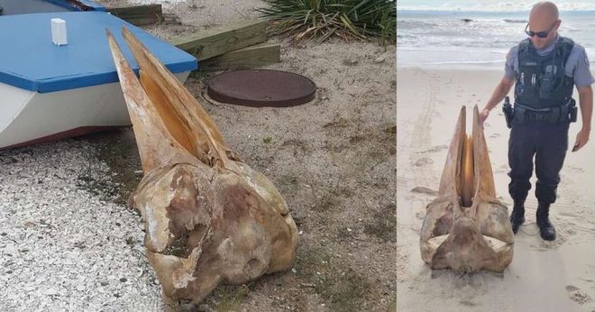 На берег пляжа в США выбросило огромный череп (ФОТО)
