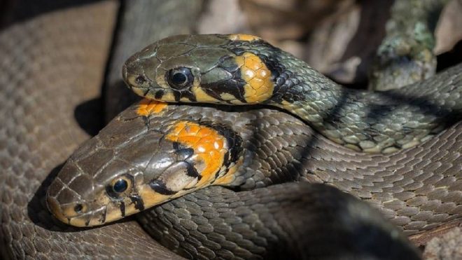 В Украине активизировались змеи: эксперты предупредили об опасности