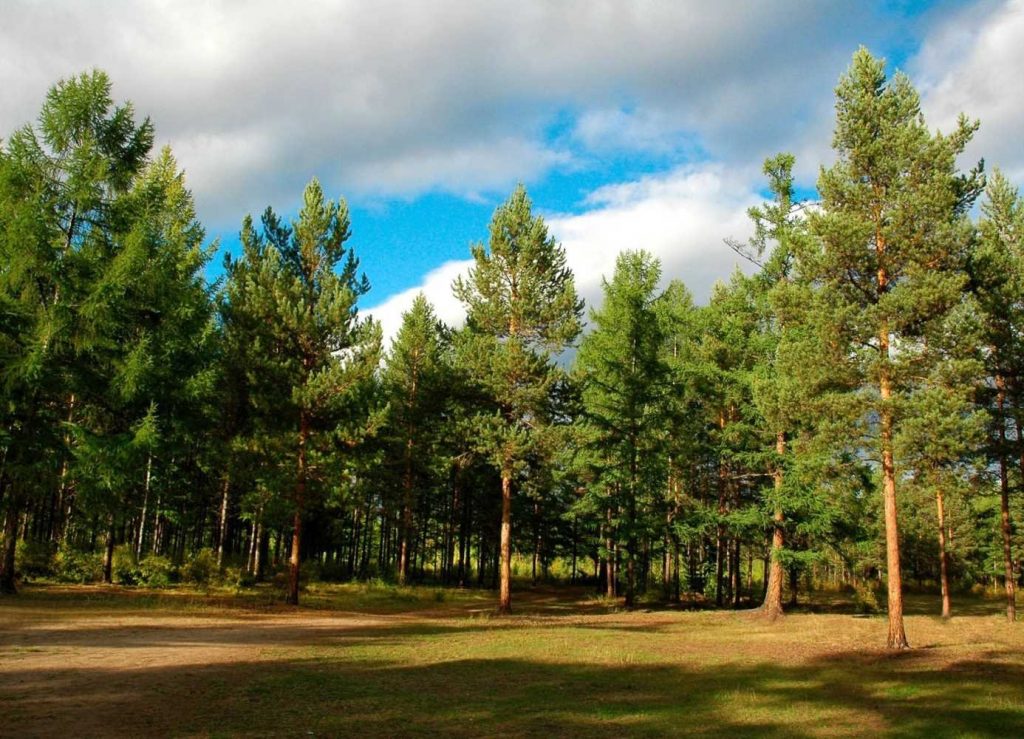 Зеленский пообещал высадить в Украине миллиард деревьев за 10 лет