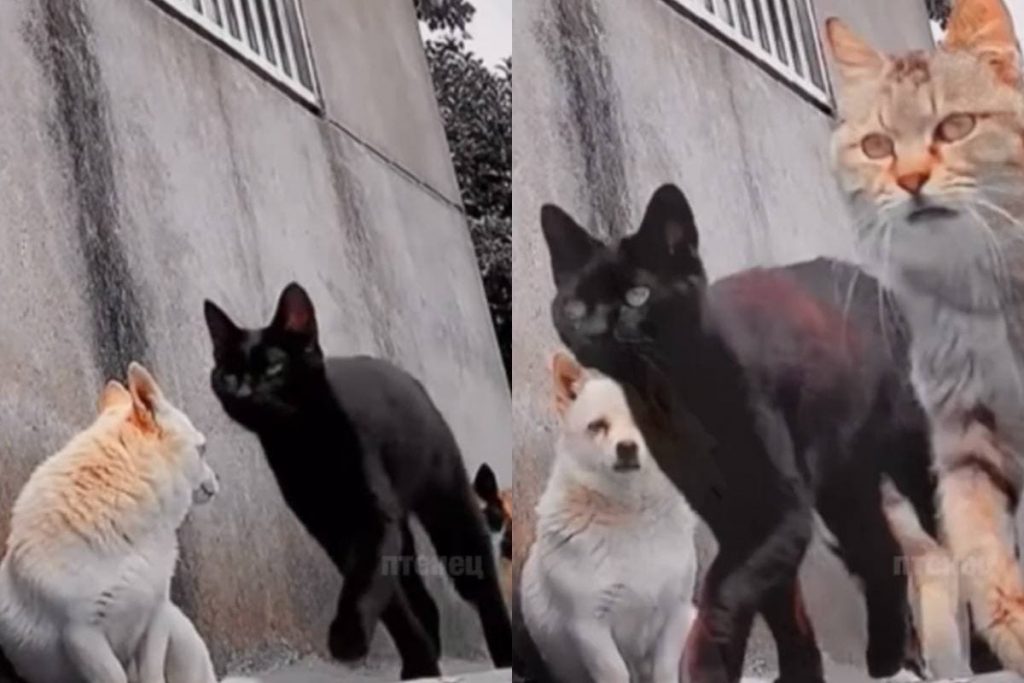 Банда дерзких котов напугала пса и заставила Сеть хохотать (ФОТО, ВИДЕО)