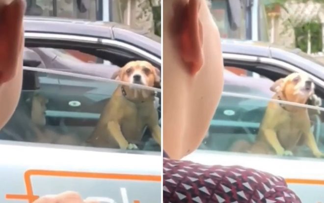 Содержательный диалог между собакой и незнакомцем попал на видео (ФОТО, ВИДЕО)