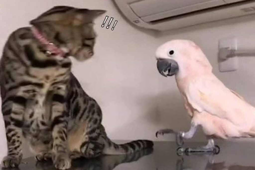 Попугай подразнил кота и попал на видео (ФОТО, ВИДЕО)
