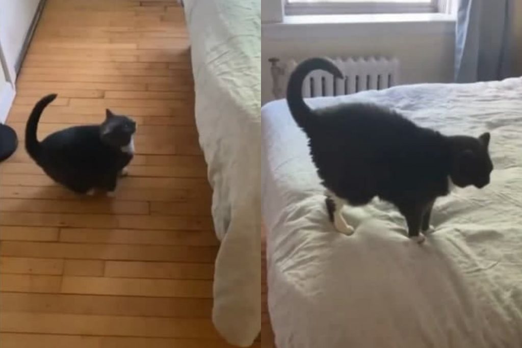 Уморительные попытки кота залезть на диван рассмешили соцсети (ФОТО, ВИДЕО)
