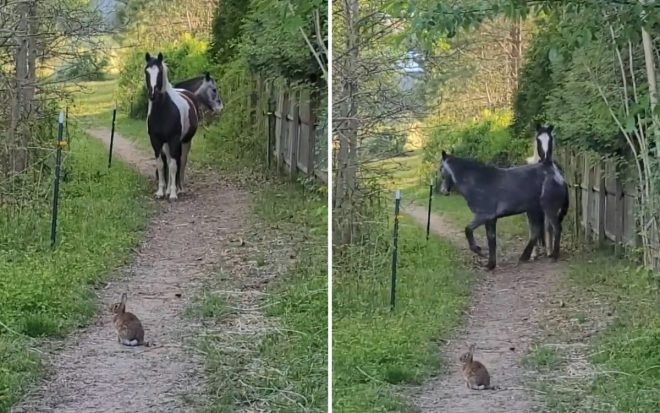 Маленький кролик напугал двух больших лошадей (ФОТО, ВИДЕО)