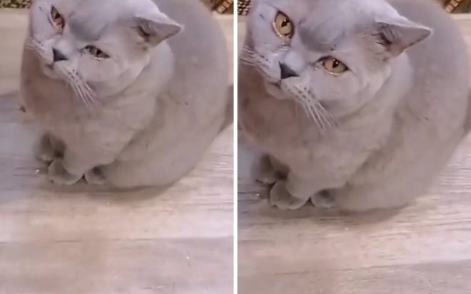 Плачущий голодный кот растрогал пользователей Сети (ФОТО, ВИДЕО)