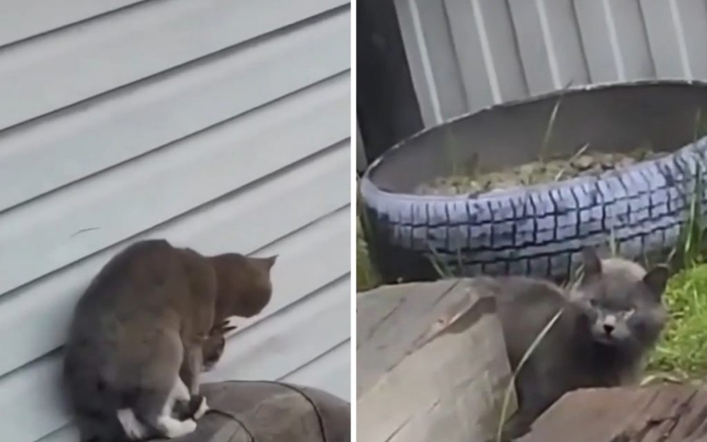 Кошачья измена попала на видео и рассмешила Сеть