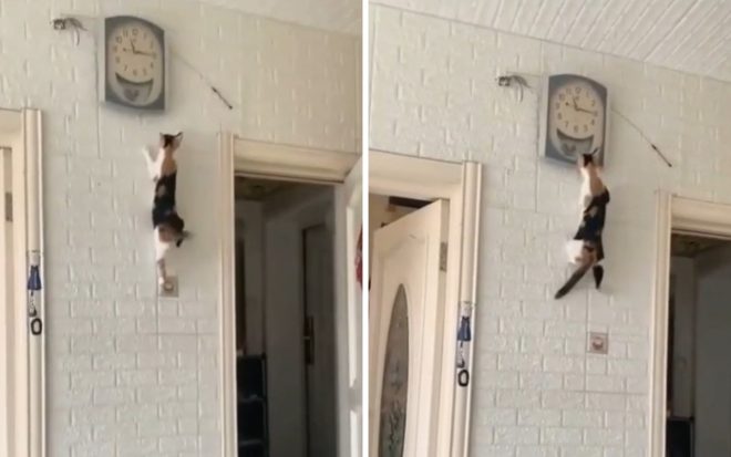 Проворный кот решил починить часы, взобравшись на стену (ФОТО, ВИДЕО)