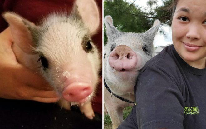 Девушка спасла больного поросенка и сделала его самым счастливым свином