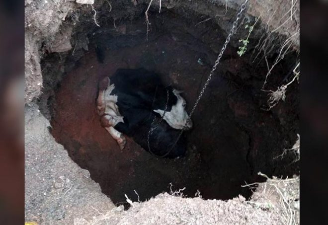 В Кривом Роге спасатели освобождали корову из 3-метровой ямы (ФОТО, ВИДЕО)