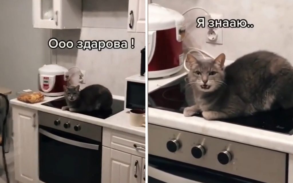 Кот «беседовал» с хозяином, игнорируя его просьбы (ФОТО, ВИДЕО)