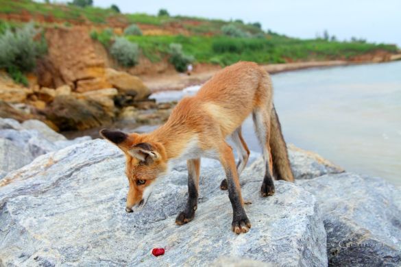 На пляжах под Одессой поселились лисы (ФОТО)