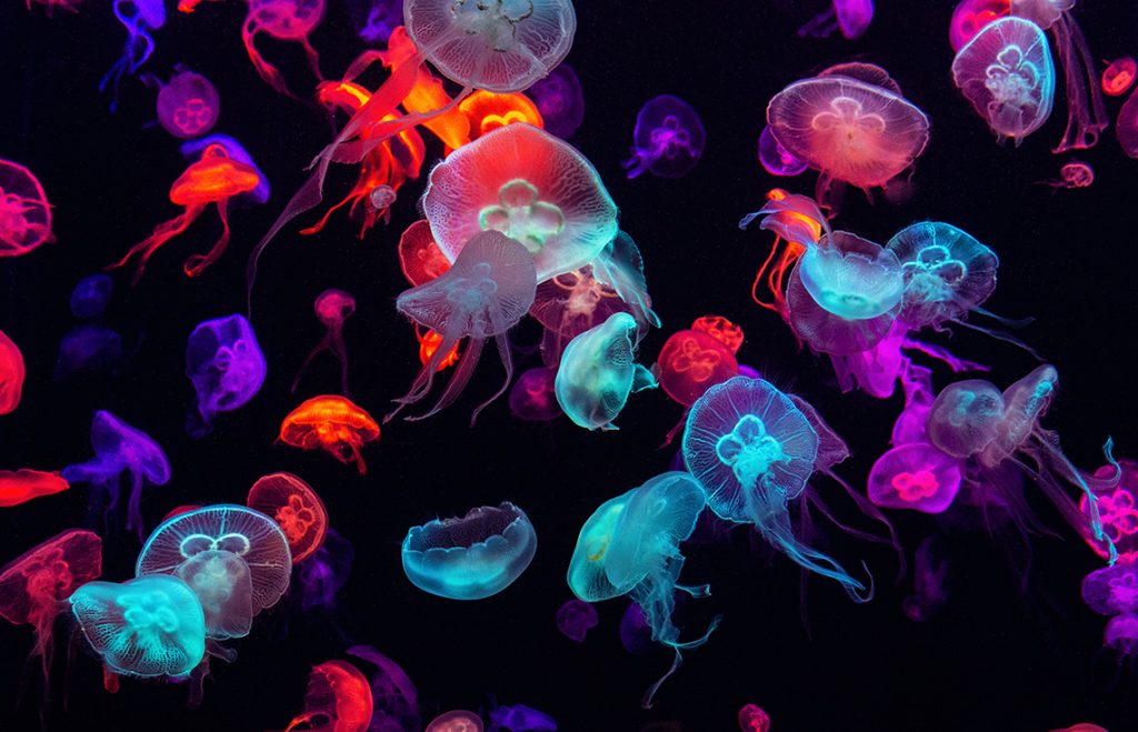 На Азовском море &#8212; нашествие медуз (ФОТО, ВИДЕО)