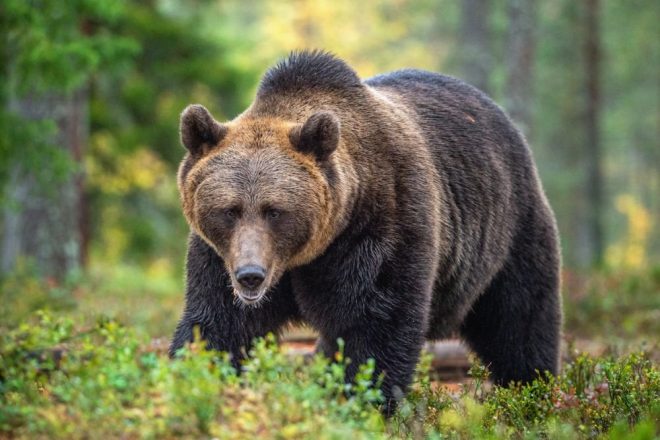 Медведь вытащил туристку из палатки и разодрал ее