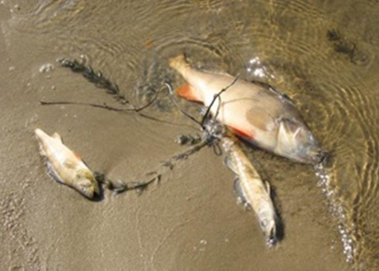 Эколог назвал причины массового мора рыбы на Киевском водохранилище 