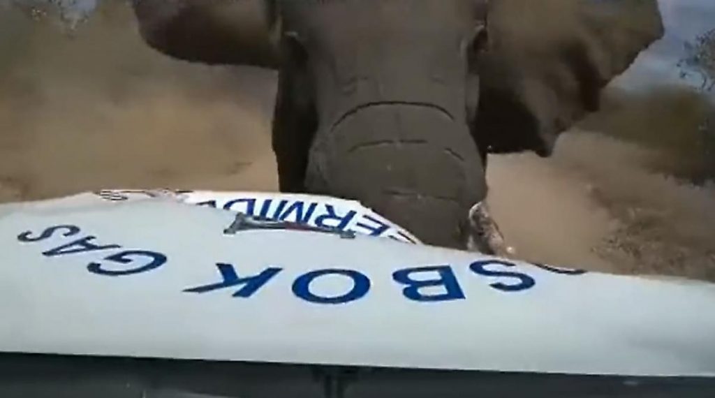 Наглый слон разломал авто с туристами (ФОТО, ВИДЕО)