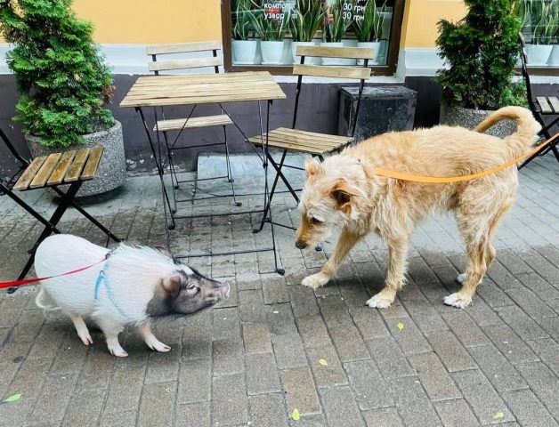 Киевлянки гуляют по улицам города со свиньей на поводке (ФОТО)