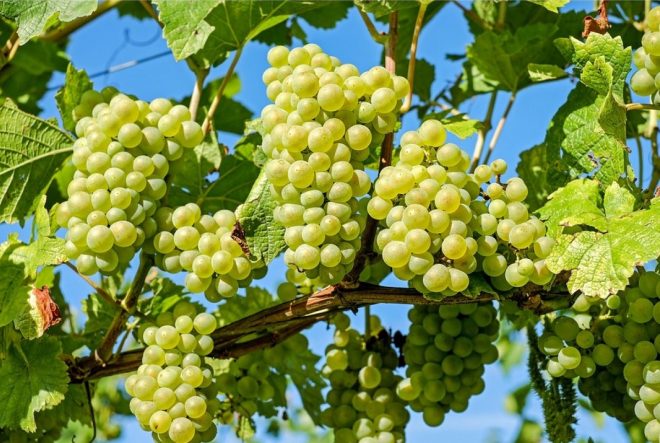 Диетолог рассказал о винограде в рационе пациентов на антикоагулянтах