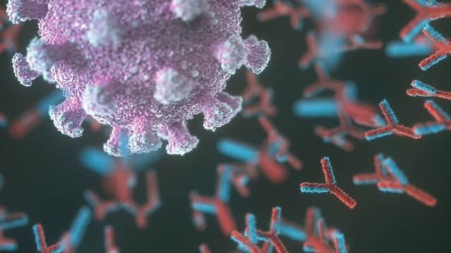 Финские ученые назвали срок сохранения антител к коронавирусу